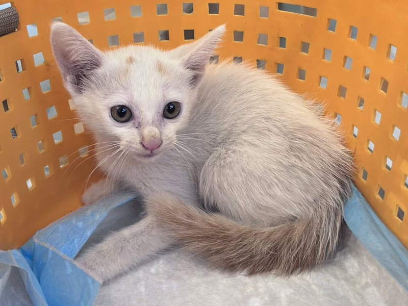 Orange-and-white young male mixed-breed cat, Small, shelter no. …6003
