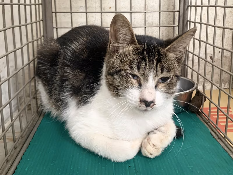 Tabby-and-white young male mixed-breed cat, Small, shelter no. …1601