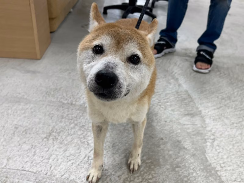 Tan-and-white adult male Shiba Inu, Medium, shelter no. …1508