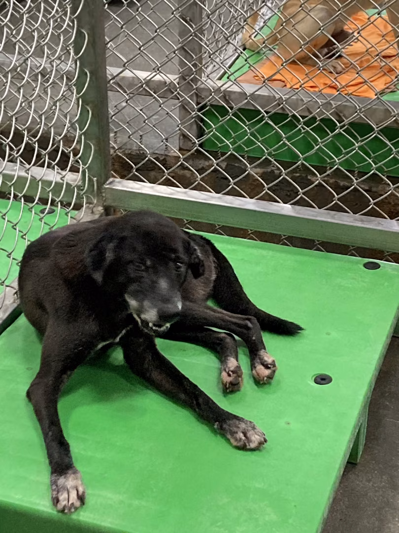 Black adult female mixed-breed dog, Medium, shelter no. …5003