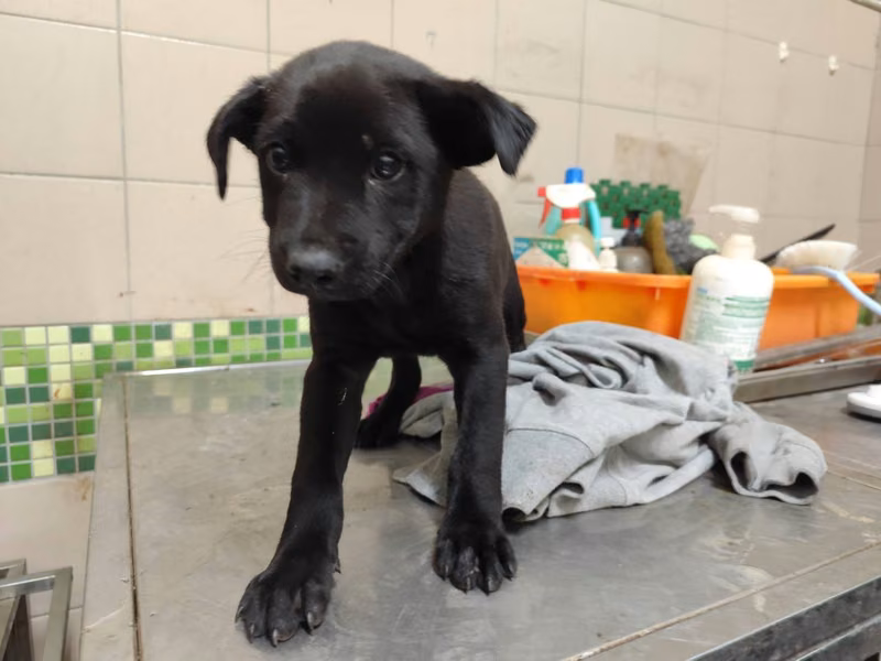 Black adult male mixed-breed dog, Large, shelter no. …2007