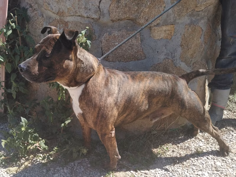 Strong, Senior · Male · Large · Mixed breed