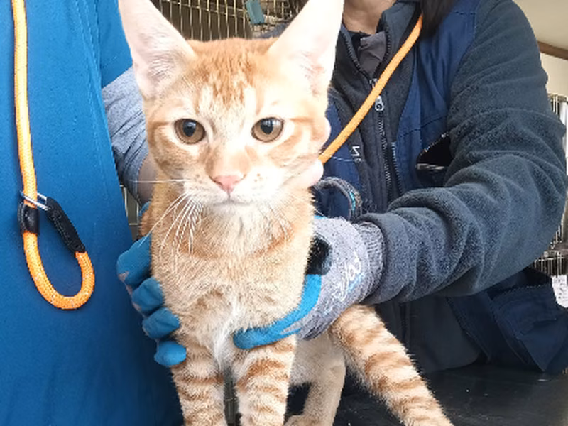 Ornitogato, Young · Male · European Shorthair