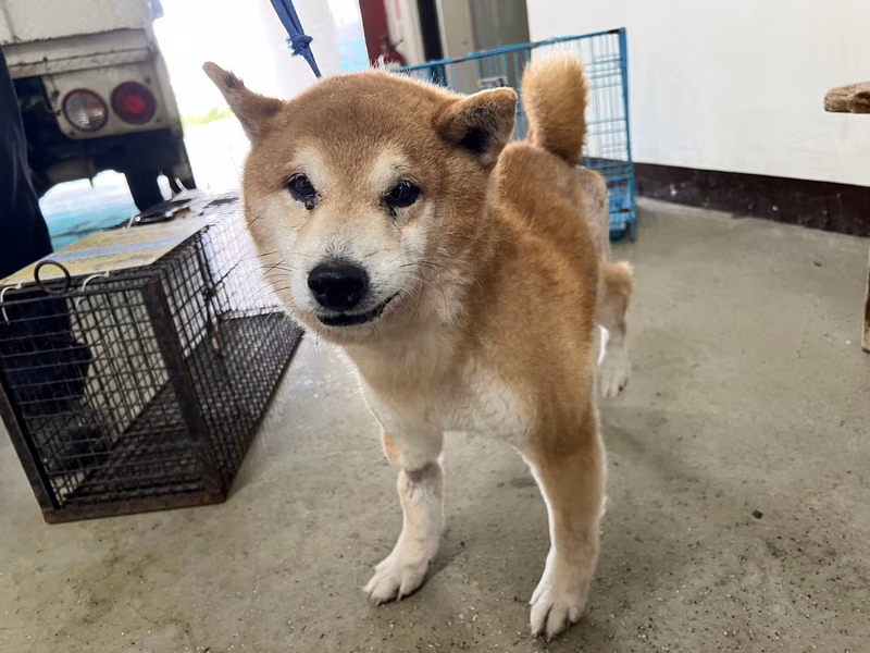 Tan adult male Shiba Inu, Small, shelter no. …7002
