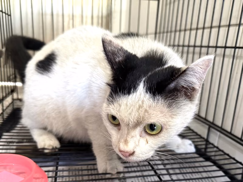 Patched adult female mixed-breed cat, Large, shelter no. …C1-1