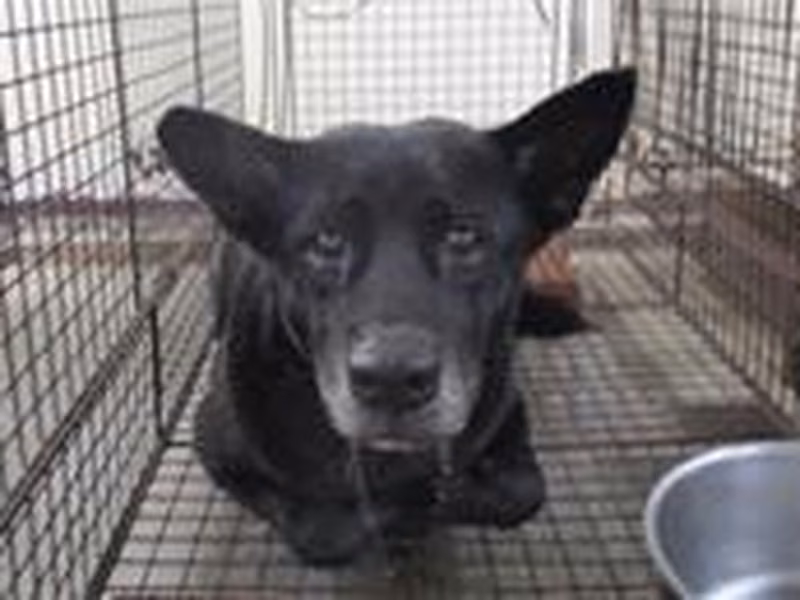 Black adult female mixed-breed dog, Medium, shelter no. …0002