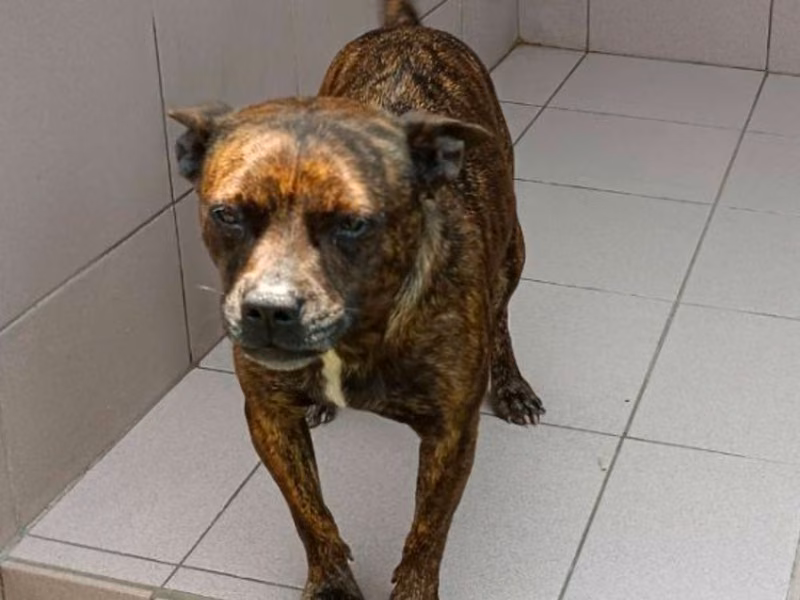 Tabby adult female mixed-breed dog, Medium, shelter no. …7-07