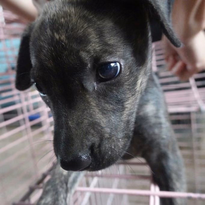 Black young male mixed-breed dog, Small, shelter no. …8-05