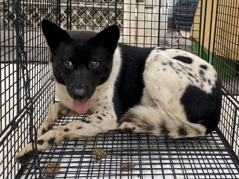 Black-and-white adult female mixed-breed dog, Medium, shelter no. …4D01
