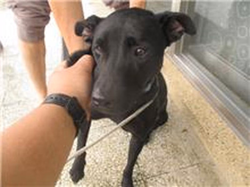 Black adult female mixed-breed dog, Medium, shelter no. …7005