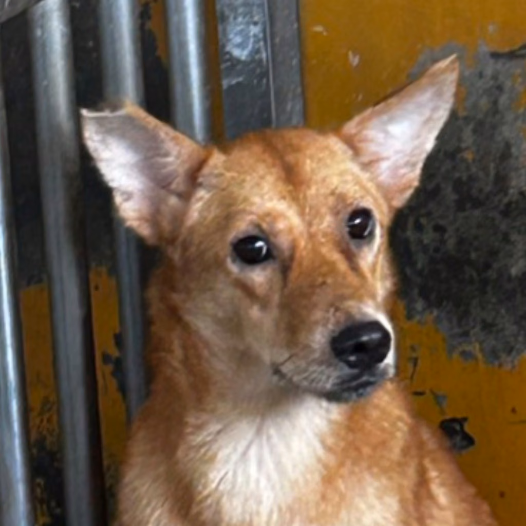 Tan adult female mixed-breed dog, Large, shelter no. …4053