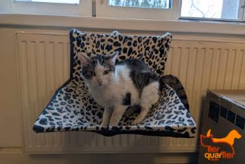 Brown tabby male European Shorthair, shelter no. …4477