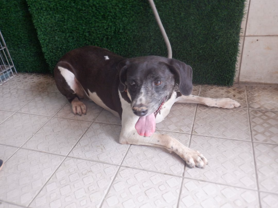 Black-and-white adult male mixed-breed dog, Medium, shelter no. …8832