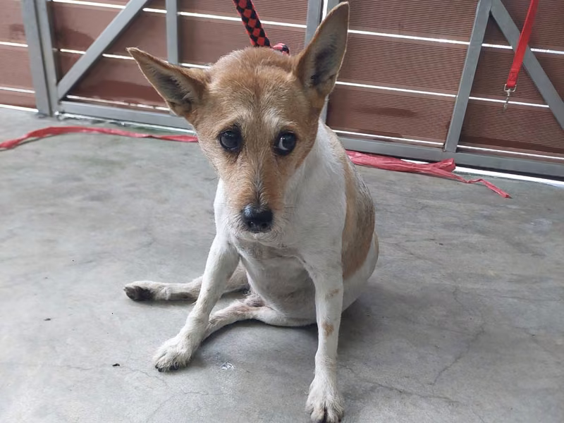 Tan-and-white adult male mixed-breed dog, Medium, shelter no. …5001