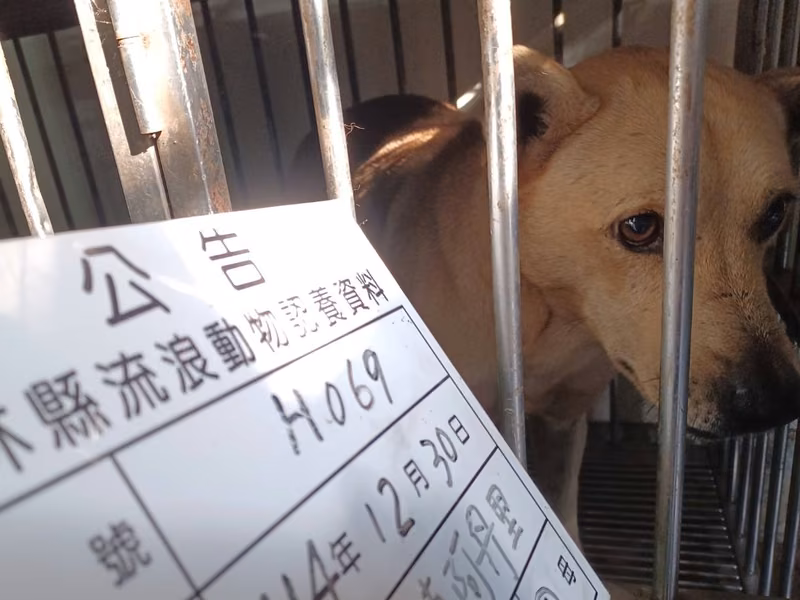 Tan adult male mixed-breed dog, Large, shelter no. …069D