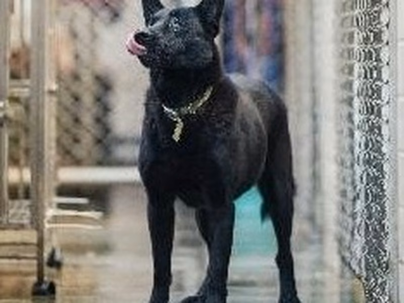 Black adult female mixed-breed dog, Medium, shelter no. …6002