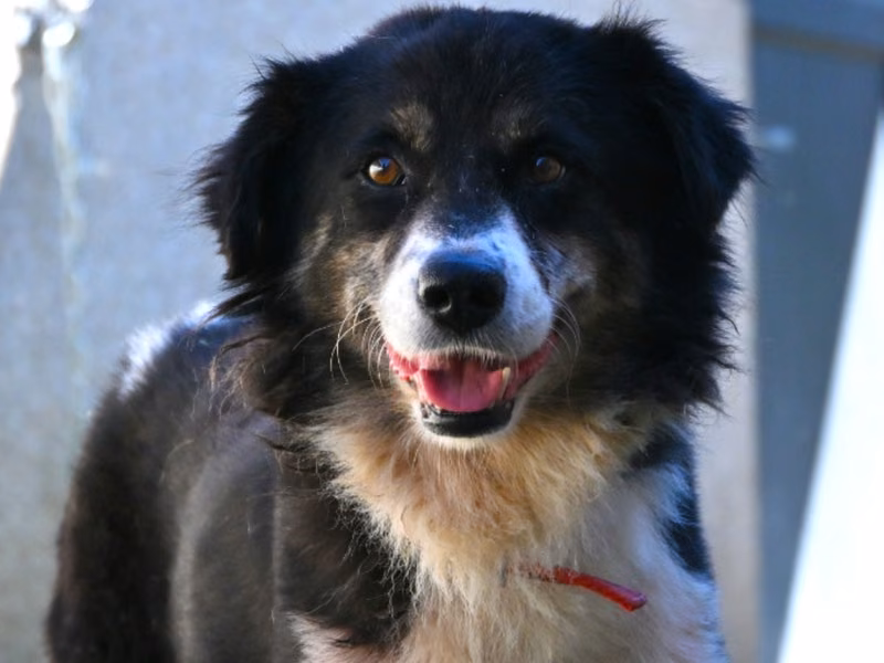Calico adult male mixed-breed dog, Medium, shelter no. …0008