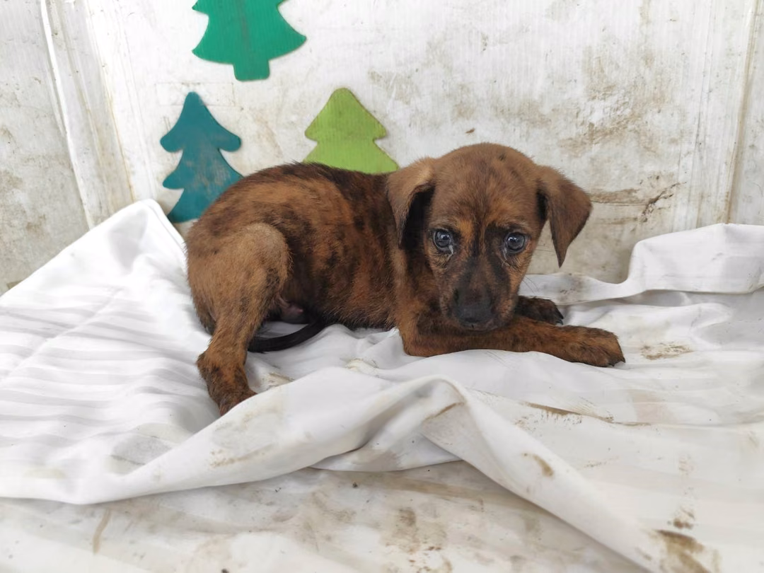 Tabby young male mixed-breed dog, Small, shelter no. …1203