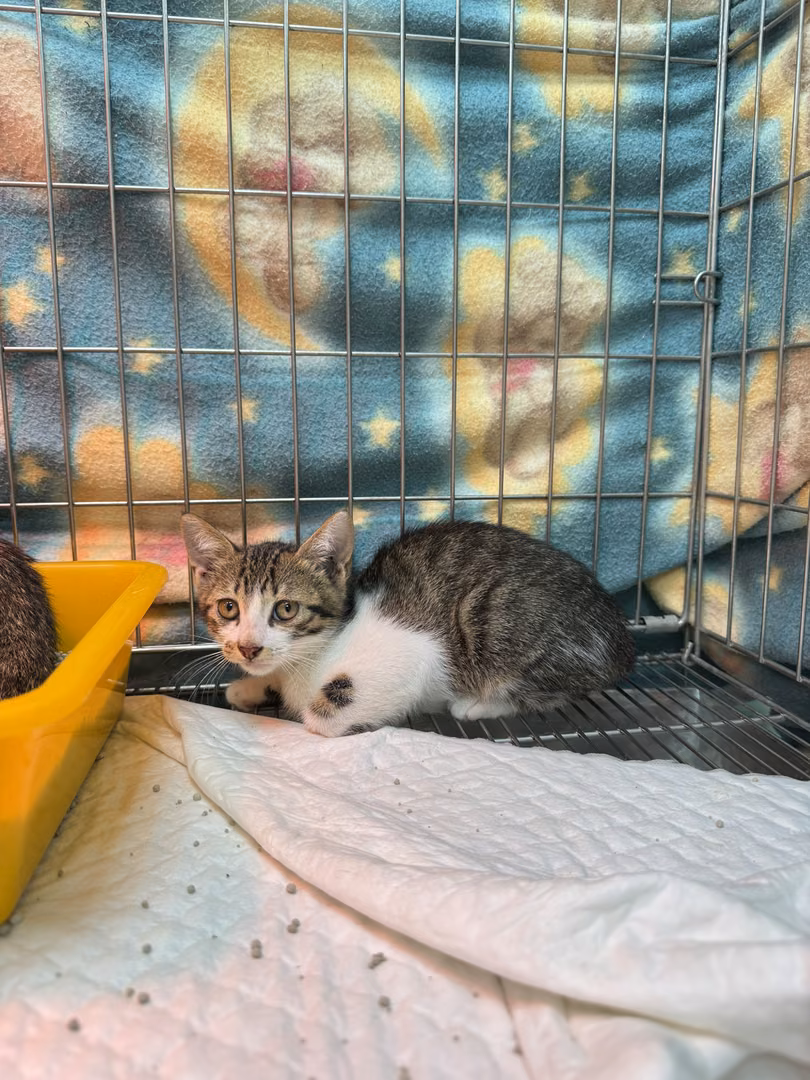 Tabby-and-white young male mixed-breed cat, Small, shelter no. …7012