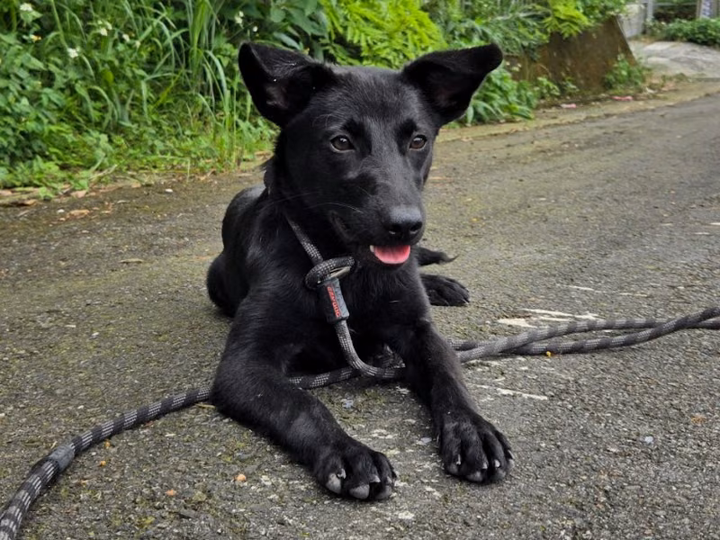 Black adult female mixed-breed dog, Medium, shelter no. …4001