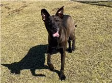 Black adult female mixed-breed dog, Small, shelter no. …2003