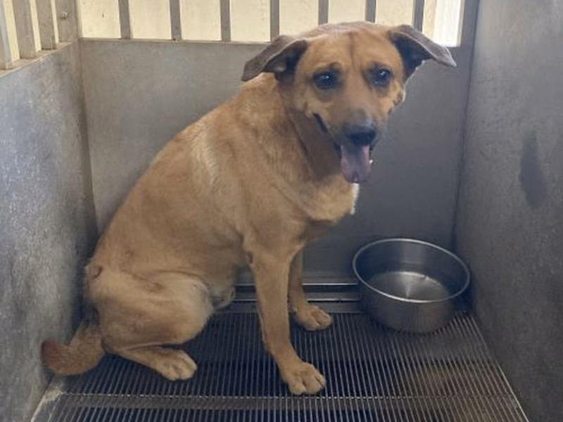 Tan adult male mixed-breed dog, Medium, shelter no. …9010