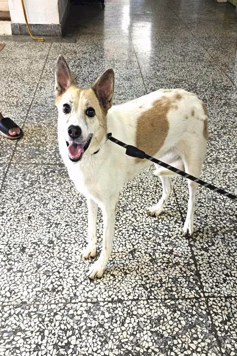 Tan-and-white adult female mixed-breed dog, Large, shelter no. …0880