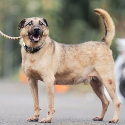 Black-and-tan adult male mixed-breed dog, Medium, shelter no. …0111