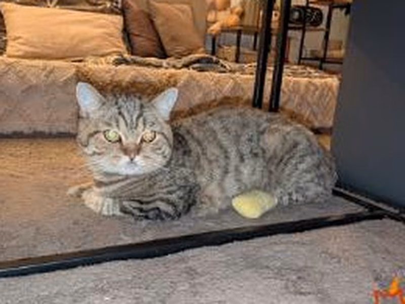 Brown tabby male British Shorthair, shelter no. …3954