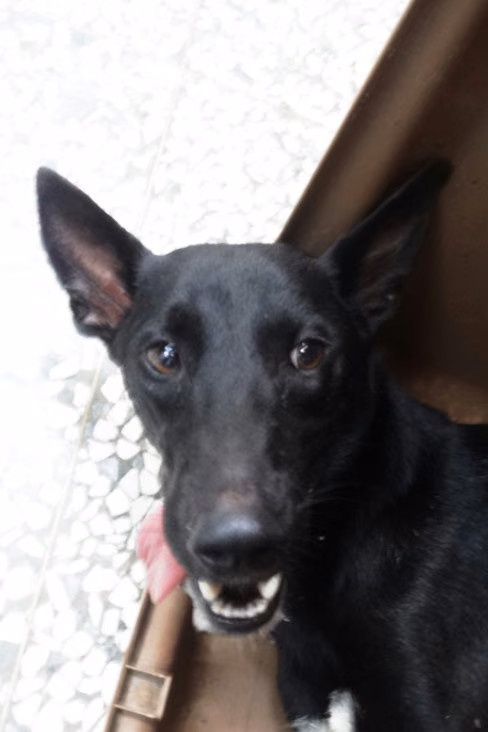 Black adult female mixed-breed dog, Large, shelter no. …1195