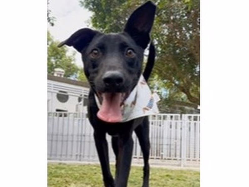 Black young male mixed-breed dog, Medium, shelter no. …6006