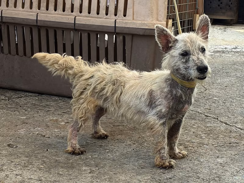 White adult male West Highland White Terrier, Small, shelter no. …4002