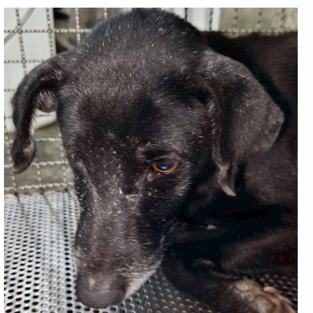 Black adult male mixed-breed dog, Medium, shelter no. …8001