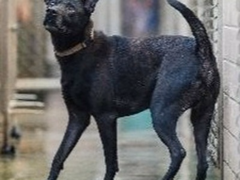 Black adult male mixed-breed dog, Medium, shelter no. …8001