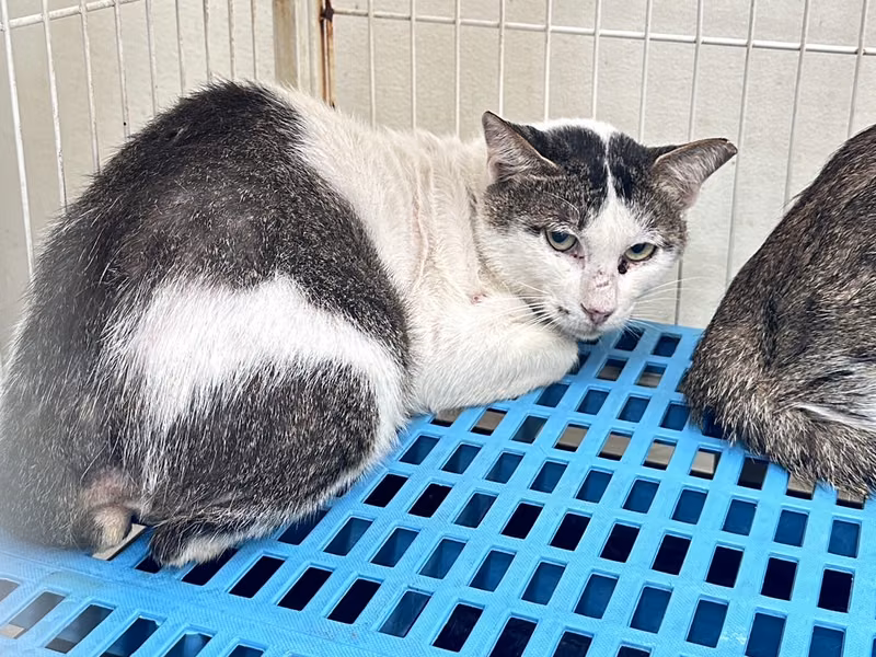 Tabby-and-white adult male mixed-breed cat, Large, shelter no. …1006