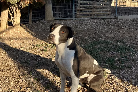 Irene, Adult · Female · Large · Mixed breed