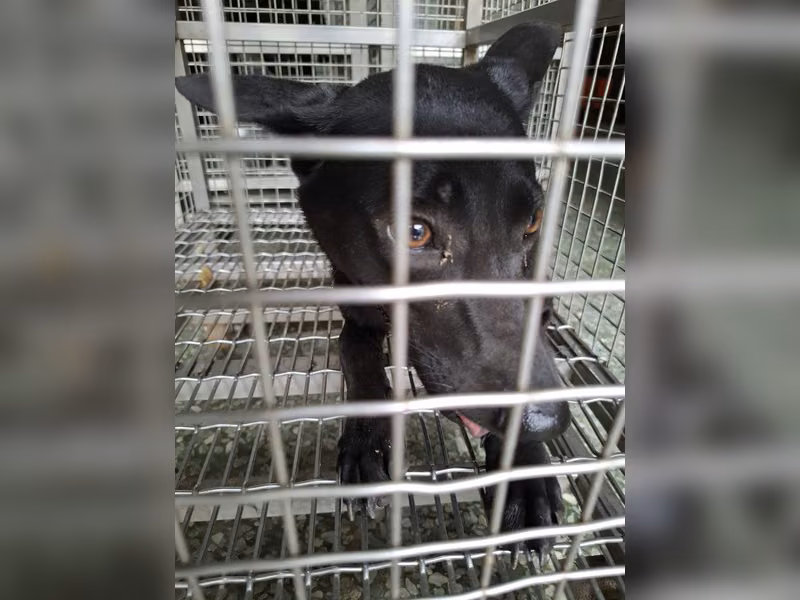 Black adult female mixed-breed dog, Medium, shelter no. …1-02