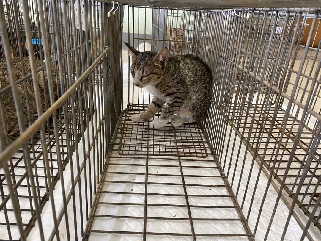 Young female mixed-breed cat, Small, shelter no. …0C04