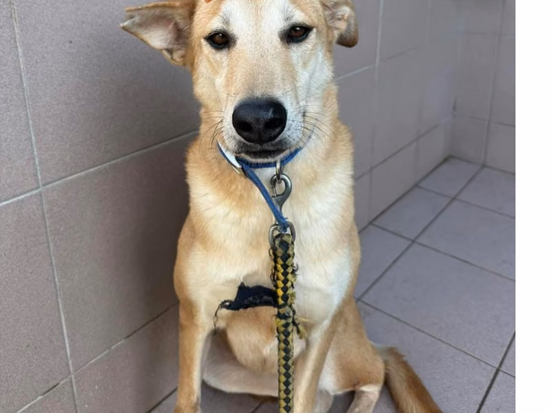 Tan adult female mixed-breed dog, Medium, shelter no. …1-06