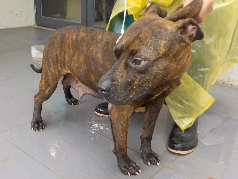 Tabby adult female mixed-breed dog, Medium, shelter no. …7275