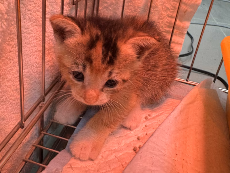 Calico young female mixed-breed cat, Small, shelter no. …4011