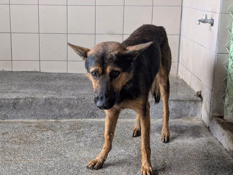 Tan adult male mixed-breed dog, Large, shelter no. …2206