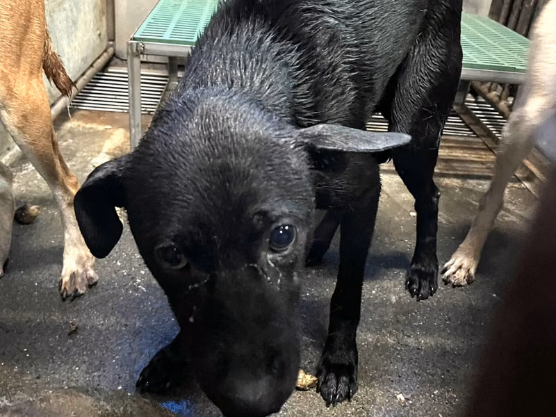 Black adult male mixed-breed dog, Medium, shelter no. …1010
