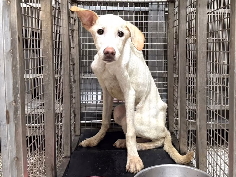 White adult male mixed-breed dog, Large, shelter no. …16W8