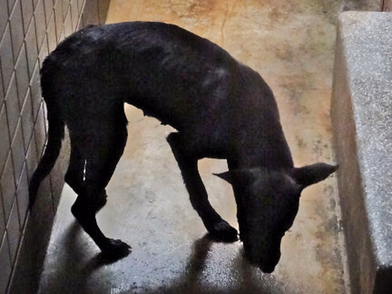 Black adult female mixed-breed dog, Large, shelter no. …0679