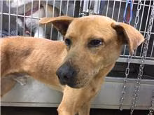 Tan adult male mixed-breed dog, Medium, shelter no. …0103