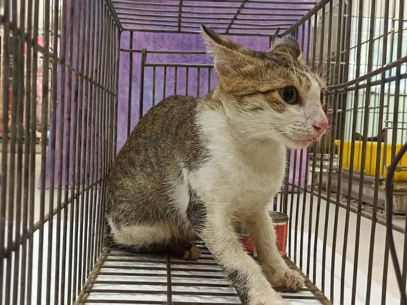 Adult female mixed-breed cat, Small, shelter no. …9C02