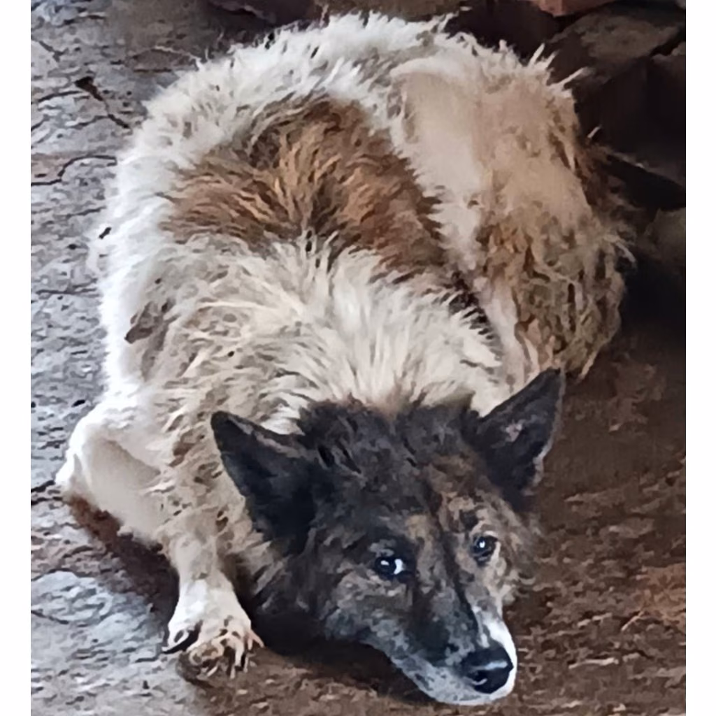 Black-and-white adult female mixed-breed dog, Large, shelter no. …054D