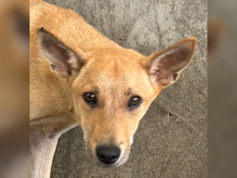 Tan young male mixed-breed dog, Medium, shelter no. …9023