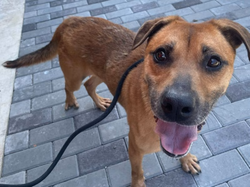 Brown adult female mixed-breed dog, Medium, shelter no. …1001